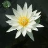 White lotus flower on dark water